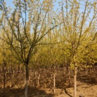 金葉復葉槭胸徑8-15公分北京大苗圃基地購樹木市排價