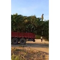浙江15公分櫸樹價格，鎮江櫸樹批發，上海櫸樹行情