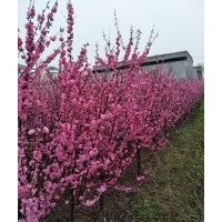 榆葉梅，叢生榆葉梅