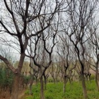 欒樹胸徑10-30公分北京大苗圃基地購樹木市排價