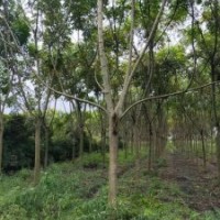 供應四川成都獨桿欒樹 叢生欒樹 基地批發價格
