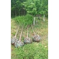 浙江7公分落羽杉批發，南通7公分落羽杉價錢，鹽城7公分落羽杉供