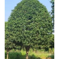 湖南桂花、八月桂、金桂、丹桂、月月桂、叢生桂花、精品桂花
