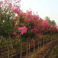 湖南祡薇、速生祡薇、小葉祡薇、紫葉紫薇、火箭紅紫薇、紅花祡薇