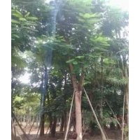 供應各類喬木灌木
