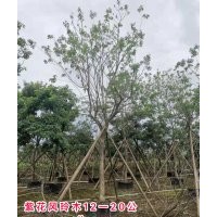 紫花風鈴木