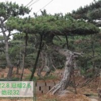 造型油松 、黑松供應