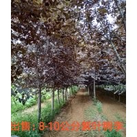紫葉稠李8-10公分1萬棵