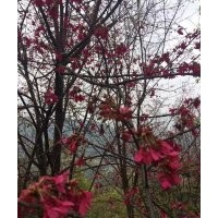 哪里有正宗福建山櫻花 1-16公分福建山櫻花價格便宜