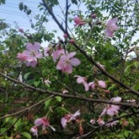 哪里有正宗紅粉佳人櫻花（廣州櫻）1-9公分嫁接紅粉佳人批發