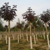 大量供應(yīng)：五角楓、秋紫白蠟、金葉白蠟、合歡