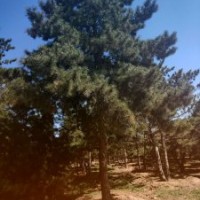 油松高2.5-7米北京大苗圃基地購樹木市排價