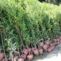 地徑2～3公分的紅豆杉100萬株，價格非常便宜