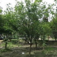 供應四川成都雞爪槭 基地批發價格
