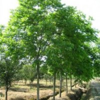 供應四川成都無患子 基地批發價格