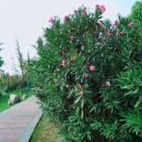 江蘇大量供應夾竹桃 低價批發