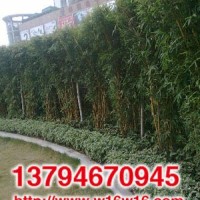金鑲玉竹苗