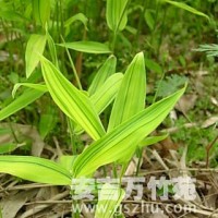 菲黃竹