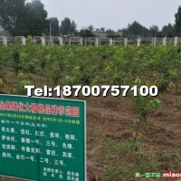 矮化櫻桃苗