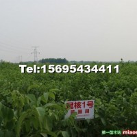 冠核一號核桃苗