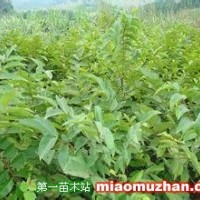 核桃苗