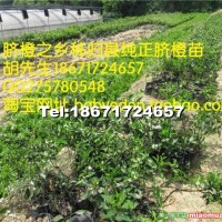 紐荷爾臍橙苗