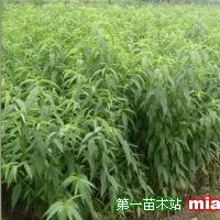 桃樹(shù)