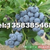 伯克利藍莓苗
