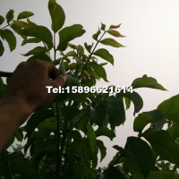 遼核1號