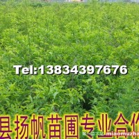 棗樹苗