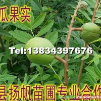 木瓜苗