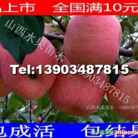 蘋果苗