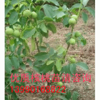 高產核桃苗