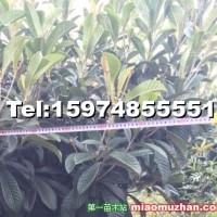 琵琶樹出售（成樹）
