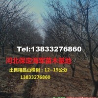 精品山楂樹