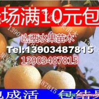 梨樹苗