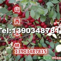 7號鈣果樹苗