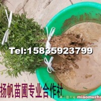 鈣果苗