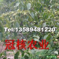 優良品種冠核一號核桃苗