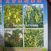 棗樹苗（馬牙棗）