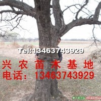 棗樹
