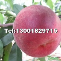 中桃紅玉（99-10-7）