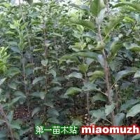 梨樹(shù)