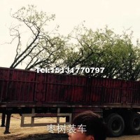 棗樹