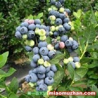 澤西藍莓