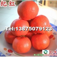 香橙世紀紅苗