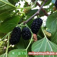 黑桑椹樹(shù)苗