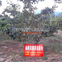 山楂樹