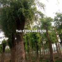 皂角規格2cm---90cm