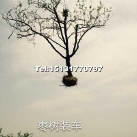 棗樹